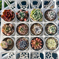 ❣️不揃い♡スノーピーチ5苗❣️カット苗 ランダム エケベリア 寄せ植え 多肉植物 多肉植物 エケベリア スノーピーチ 7.5cmポット苗 : ハニーミント