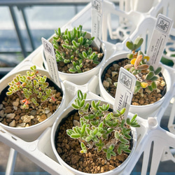 新入荷 多肉植物 エケベリア スノーピーチ 超美苗 レア種 多肉植物