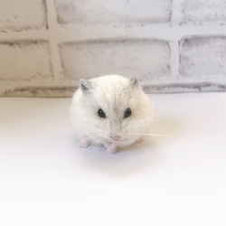 キンクマハムスター 羊毛フェルトマスコット 羊毛フェルト little