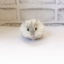 キンクマハムスター 羊毛フェルトマスコット 羊毛フェルト little