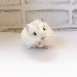 キンクマハムスター 羊毛フェルトマスコット 羊毛フェルト little