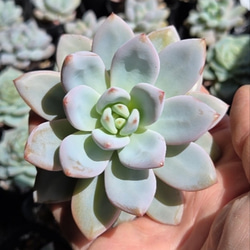 多肉植物(韓国苗) エケベリア 氷砂糖水晶 アイスシュガークリスタル