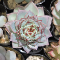 多肉植物(韓国苗) エケベリア シュガークリスタル❣️ 多肉植物