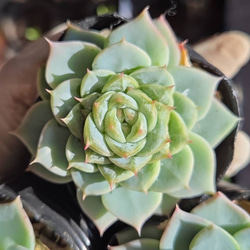 多肉植物(韓国苗) エケベリア 氷砂糖水晶 アイスシュガークリスタル