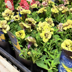 ペチュニア「パープルベイングリーンエッジ」 花苗 花 苗 ガーデニング