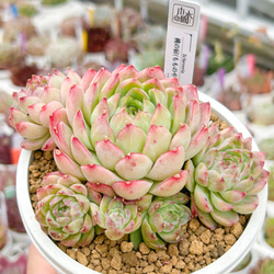 ストロベリーミルク錦　カット苗　多肉植物 大人気 多肉植物 エケベリア ストロベリーミルクシェイク 超美苗 レア