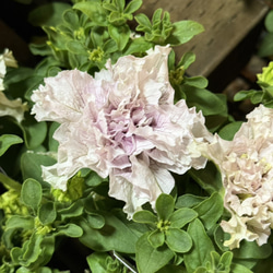 ペチュニア「パープルベイングリーンエッジ」 花苗 花 苗 ガーデニング