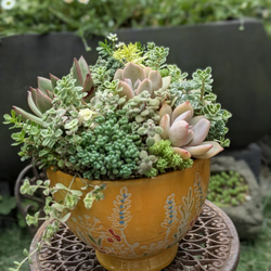 多肉植物寄せ植え 宝箱 贈り物 ご褒美 多肉植物 minolis 通販 19216571