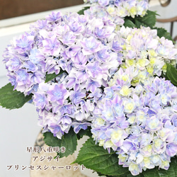 花鉢 八重咲き クリスマスローズ 4号ポット その他インテリア雑貨