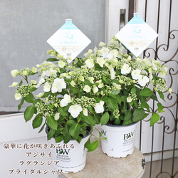 鉢花 アジサイ マジカルチョコレート 5号 紫陽花 秋色 アンティーク