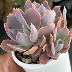 レア品種！☆白雪日和 多肉植物 自家栽培 国産（3/14再販） 多肉植物
