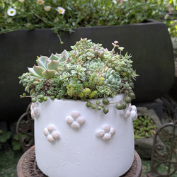 多肉植物寄せ植え 宝箱 贈り物 ご褒美 多肉植物 minolis 通販 19216571