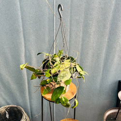 現品］【希少】獅子ソテツ 12号 蘇轍 観葉植物 大型 かっこいい 陶器鉢