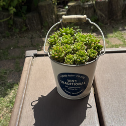 多肉植物 寄せ植え そのまま飾れる♡.*゜リース♡*°オレンジ 多肉植物