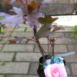 牡丹【花競⠀】大輪のピンクの代表花千重ね咲き見る角度により