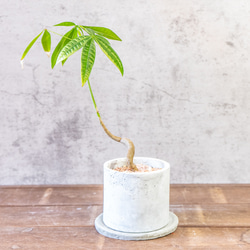 ≪ レア植物 ≫室内管理もオッケーなユーフォルビア・ブレビフォリアの