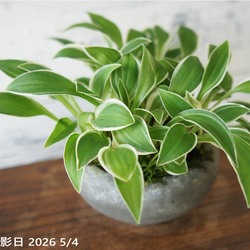 盆栽 『サツキ（珍山）』 花 和風 インテリア 園芸 ガーデニング