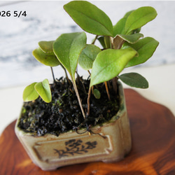 盆栽 『真柏』 和風 インテリア 観葉植物 園芸 オブジェ 送料無料 b082 盆栽 『真柏』 和風 インテリア 観葉植物 園芸 オブジェ 送料無料 b082