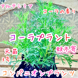 シロタエギク 苗 今季・初物 ダスティミラー シルバーダスト 白妙菊 一