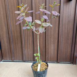 ワイルド！ヒースバンクシア　エリシフォリア　鉢植えR　苗　オージープランツ 大型 ヒースバンクシア (エリシフォリア) ポット鉢植え オージー