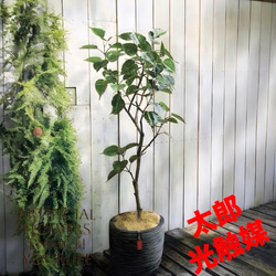 光触媒 人工観葉植物 ウォールグリーン フェイクグリーン ガジュマル