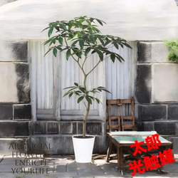 光触媒 人工観葉植物 ウォールグリーン フェイクグリーン ガジュマル