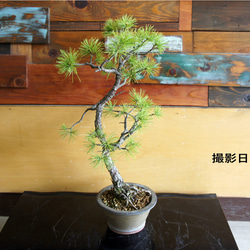 盆栽 『サツキ（珍山）』 花 和風 インテリア 園芸 ガーデニング