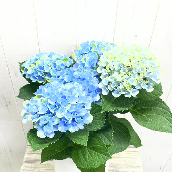 爽やかなブルーが美しい 紫陽花 マジカルレボリューション ブルー ホワイトセラミック鉢 受け皿付き 母の日ギフト 3枚目の画像