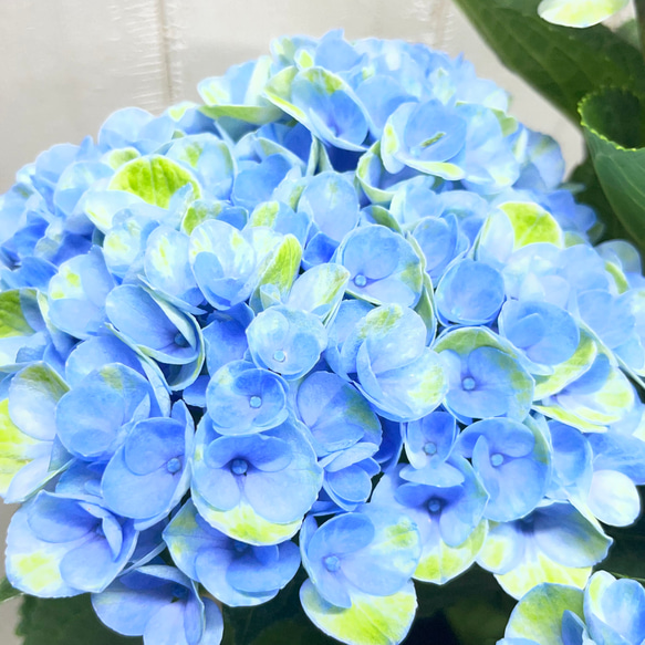 爽やかなブルーが美しい 紫陽花 マジカルレボリューション ブルー ホワイトセラミック鉢 受け皿付き 母の日ギフト 5枚目の画像