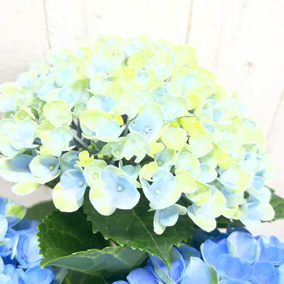 爽やかなブルーが美しい 紫陽花 マジカルレボリューション ブルー ホワイトセラミック鉢 受け皿付き 母の日ギフト 6枚目の画像
