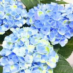 爽やかなブルーが美しい 紫陽花 マジカルレボリューション ブルー ホワイトセラミック鉢 受け皿付き 母の日ギフト 8枚目の画像