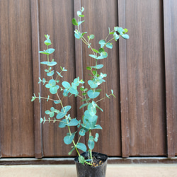 月桂樹苗／シンボルツリー　樹高130センチ 鉢植え　撮影品のお届け 楽天市場】シンボルツリー 月桂樹の通販