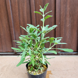 ユーカリ　ポポラス　スクエア型テラコッタ鉢植え　苗　シンボルツリー 可愛い♪ユーカリ ポポラス テラコッタ鉢植え 苗 シンボルツリーに
