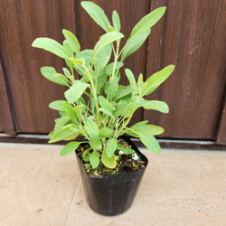 ユーカリ グニー アンティーク風テラコッタ鉢植え 苗 盆栽 fleurir
