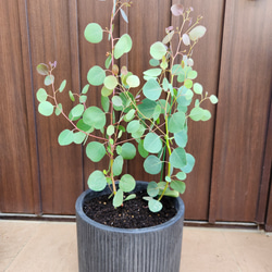可愛い♪ユーカリ ポポラス テラコッタ鉢植え 苗 シンボルツリーに