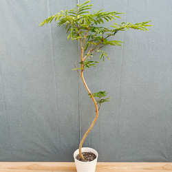 現品］1番 ドラセナ コンシンネ トリカラー 8号 観葉植物 室内 大型