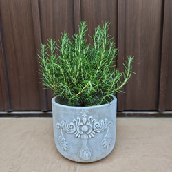オリーブの木 エルグレコ ホワイト石膏鉢植え シンボルツリーに♪ 苗