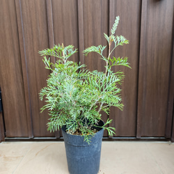 再販 オリーブの木 エルグレコ ワイルドロックテラコッタ鉢植え 苗