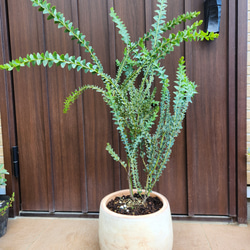 オリーブの木 エルグレコ 壺型テラコッタ鉢植え 観葉植物 シンボル