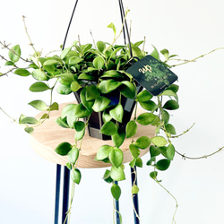 希少》ノンリーフ ストレリチア ユンケア 観葉植物 calm cafe 室内