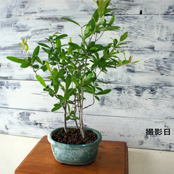 盆栽 『真柏』 松 和風 インテリア 園芸 ガーデニング おしゃれ 雑貨