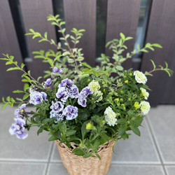 寄せ植え 花□季節の花のブリコラージュフラワー アートフラワー もり