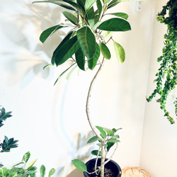 希少》フペルジア スワンテイル ハンギング 観葉植物 calm cafe 多肉