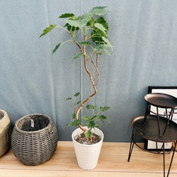［現品］87番　ドラセナ　コンシンネ　トリカラー　観葉植物　室内　8号　おしゃれ 現品］1番 ドラセナ コンシンネ トリカラー 8号 観葉植物 室内 大型