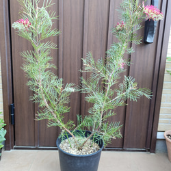 ウォールムバンクシア　アエムラ　鉢植え　苗　オージープランツ 園芸ネット本店｜[ザ・ファームセレクト]バンクシア：アエムラ（ウォル