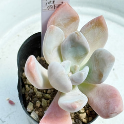 マッコス＊多肉植物＊5カット苗 多肉植物 ＊N＊ 通販 18762301｜Creema