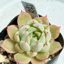 レア‼️石蓮花錦(7-46)＊多肉植物＊抜き苗 多肉植物 ＊N＊ 通販