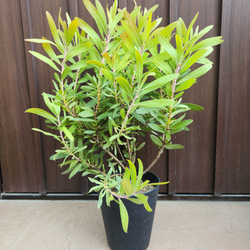 月桂樹 ローリエ 大きめ♪お洒落鉢植え 苗 シンボルツリー その他