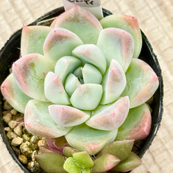 ピンクプリティ＊多肉植物＊抜き苗 多肉植物 ＊N＊ 通販 18316442