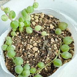 多肉植物＊セダムのちまちま寄せ植え＊夏から冬の変化 多肉植物 ＊N